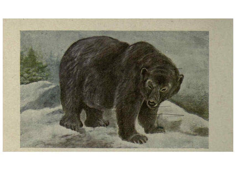 Reproducción/Reproduction 6257103439: Animal guide, North American wild animals Worcester, Mass. :C. K. Reed,1915