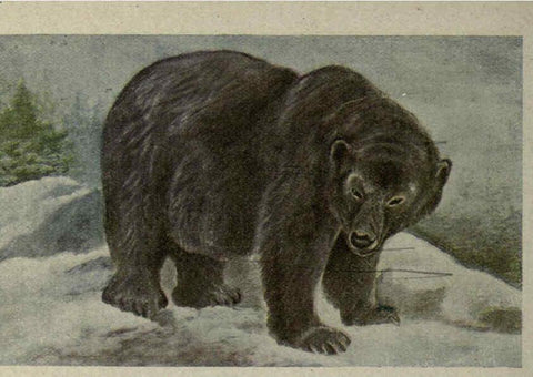 Reproducción/Reproduction 6257103439: Animal guide, North American wild animals Worcester, Mass. :C. K. Reed,1915