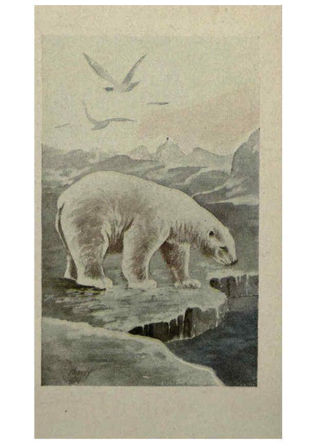 Reproducción/Reproduction 6257103595: Animal guide, North American wild animals Worcester, Mass. :C. K. Reed,1915