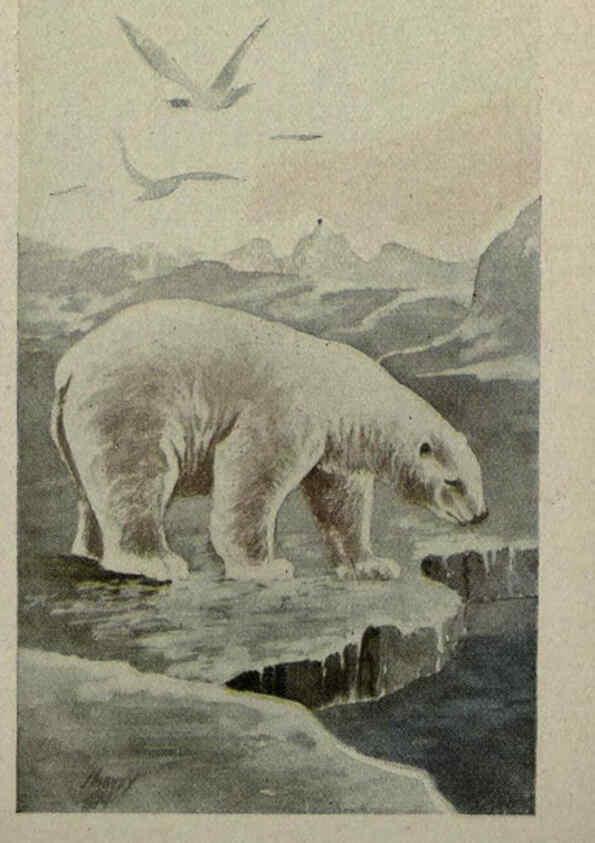 Reproducción/Reproduction 6257103595: Animal guide, North American wild animals Worcester, Mass. :C. K. Reed,1915