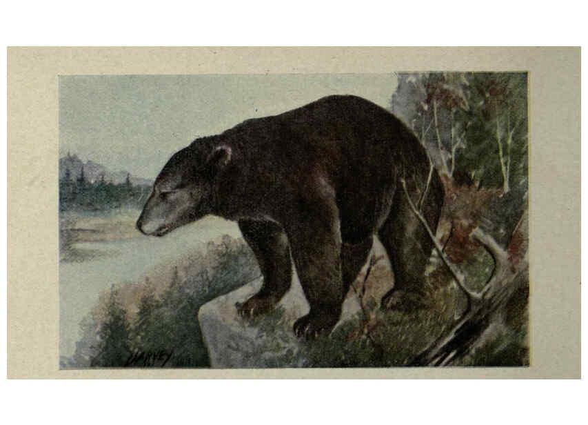 Reproducción/Reproduction 6257103789: Animal guide, North American wild animals Worcester, Mass. :C. K. Reed,1915