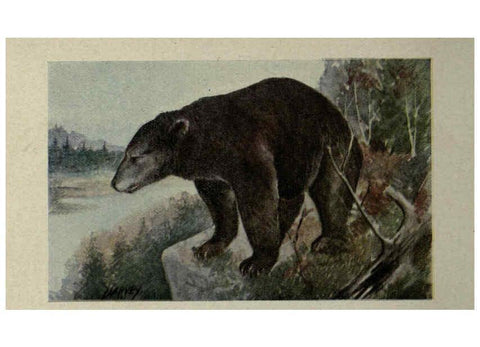 Reproducción/Reproduction 6257103789: Animal guide, North American wild animals Worcester, Mass. :C. K. Reed,1915