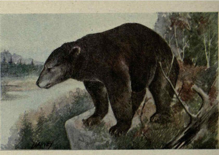 Reproducción/Reproduction 6257103789: Animal guide, North American wild animals Worcester, Mass. :C. K. Reed,1915