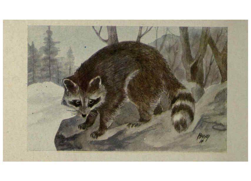 Reproducción/Reproduction 6257633838: Animal guide, North American wild animals Worcester, Mass. :C. K. Reed,1915