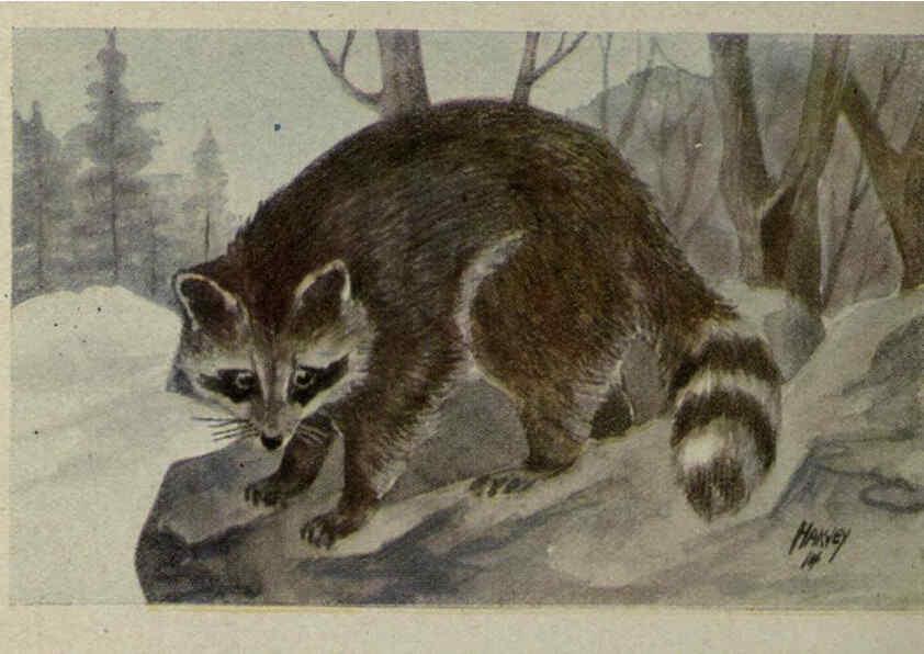 Reproducción/Reproduction 6257633838: Animal guide, North American wild animals Worcester, Mass. :C. K. Reed,1915