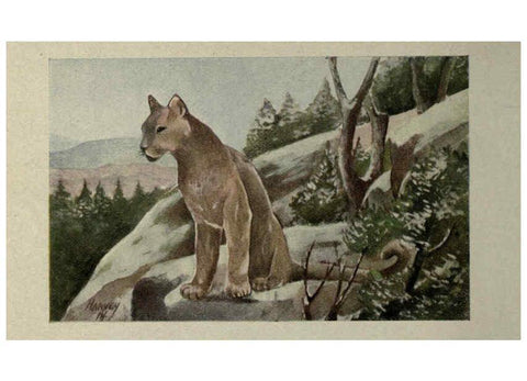 Reproducción/Reproduction 6257104259: Animal guide, North American wild animals Worcester, Mass. :C. K. Reed,1915
