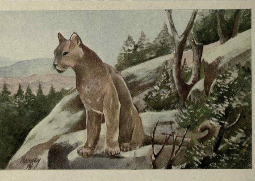 Reproducción/Reproduction 6257104259: Animal guide, North American wild animals Worcester, Mass. :C. K. Reed,1915