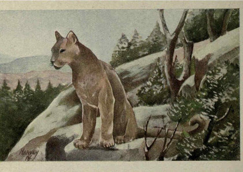 Reproducción/Reproduction 6257104259: Animal guide, North American wild animals Worcester, Mass. :C. K. Reed,1915