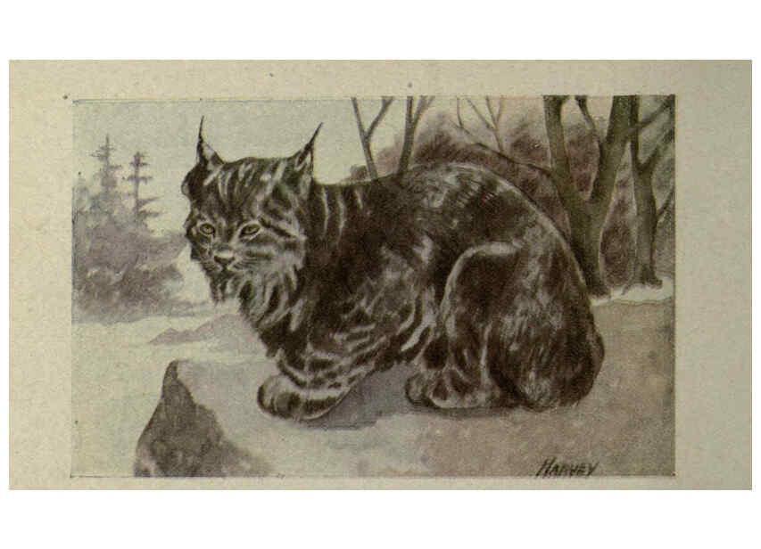 Reproducción/Reproduction 6257634292: Animal guide, North American wild animals Worcester, Mass. :C. K. Reed,1915