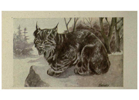 Reproducción/Reproduction 6257634292: Animal guide, North American wild animals Worcester, Mass. :C. K. Reed,1915