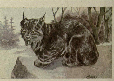 Reproducción/Reproduction 6257634292: Animal guide, North American wild animals Worcester, Mass. :C. K. Reed,1915