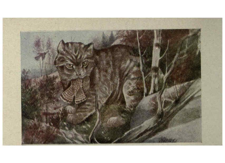 Reproducción/Reproduction 6257634502: Animal guide, North American wild animals Worcester, Mass. :C. K. Reed,1915