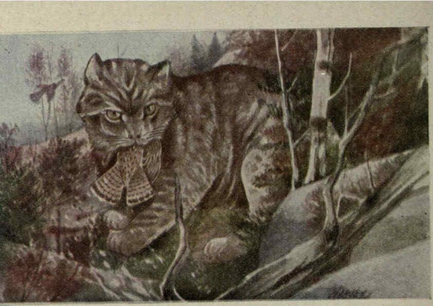 Reproducción/Reproduction 6257634502: Animal guide, North American wild animals Worcester, Mass. :C. K. Reed,1915