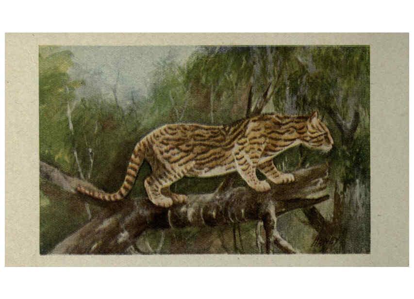 Reproducción/Reproduction 6257104855: Animal guide, North American wild animals Worcester, Mass. :C. K. Reed,1915