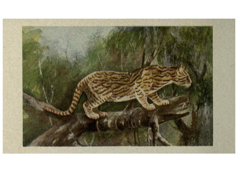Reproducción/Reproduction 6257104855: Animal guide, North American wild animals Worcester, Mass. :C. K. Reed,1915