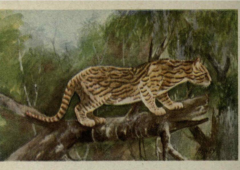Reproducción/Reproduction 6257104855: Animal guide, North American wild animals Worcester, Mass. :C. K. Reed,1915