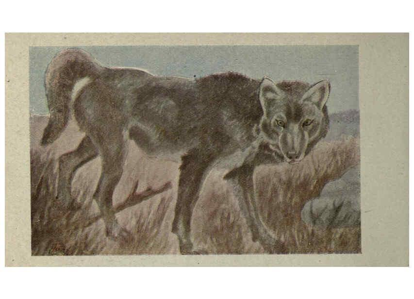 Reproducción/Reproduction 6257635062: Animal guide, North American wild animals Worcester, Mass. :C. K. Reed,1915