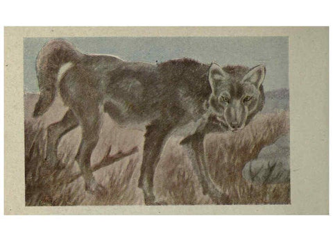 Reproducción/Reproduction 6257635062: Animal guide, North American wild animals Worcester, Mass. :C. K. Reed,1915
