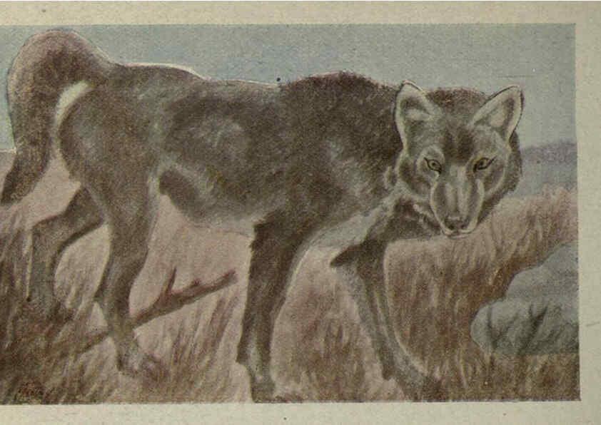 Reproducción/Reproduction 6257635062: Animal guide, North American wild animals Worcester, Mass. :C. K. Reed,1915