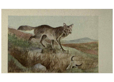Reproducción/Reproduction 6257635262: Animal guide, North American wild animals Worcester, Mass. :C. K. Reed,1915