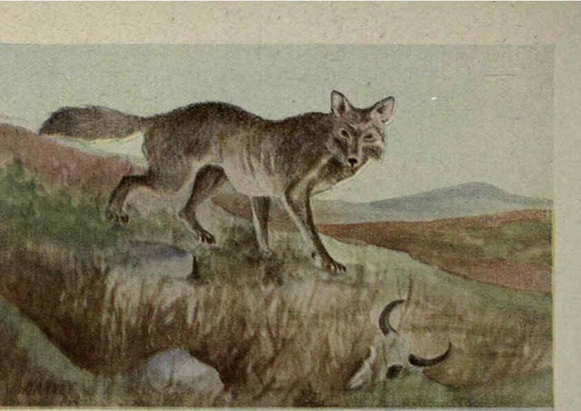 Reproducción/Reproduction 6257635262: Animal guide, North American wild animals Worcester, Mass. :C. K. Reed,1915
