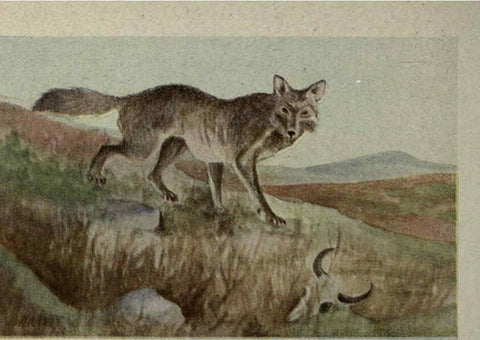 Reproducción/Reproduction 6257635262: Animal guide, North American wild animals Worcester, Mass. :C. K. Reed,1915
