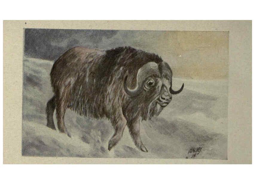 Reproducción/Reproduction 6257631902: Animal guide, North American wild animals Worcester, Mass. :C. K. Reed,1915
