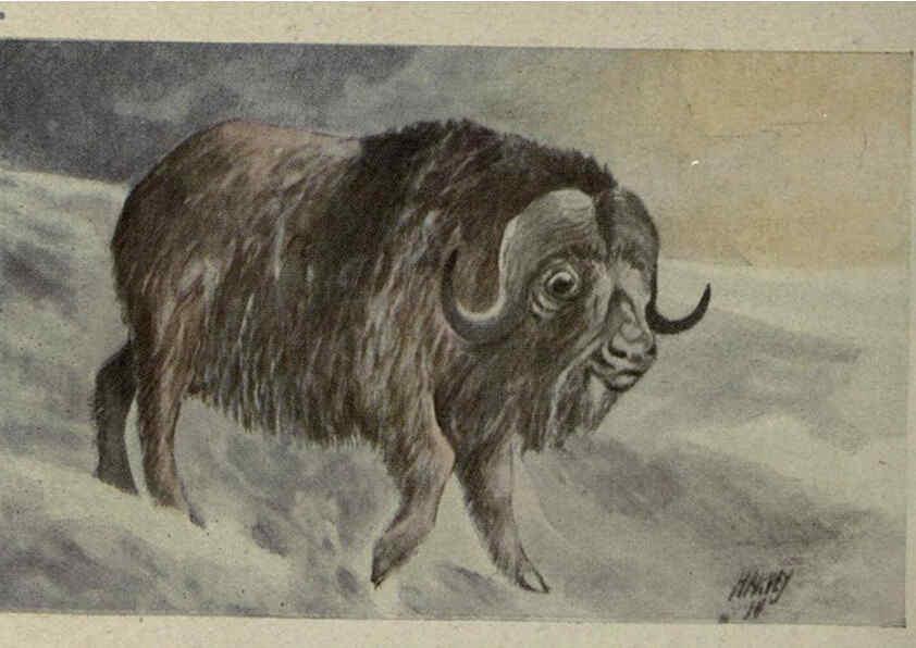 Reproducción/Reproduction 6257631902: Animal guide, North American wild animals Worcester, Mass. :C. K. Reed,1915