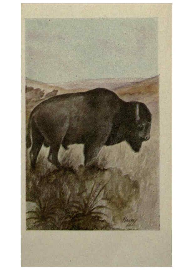 Reproducción/Reproduction 6257631702: Animal guide, North American wild animals Worcester, Mass. :C. K. Reed,1915