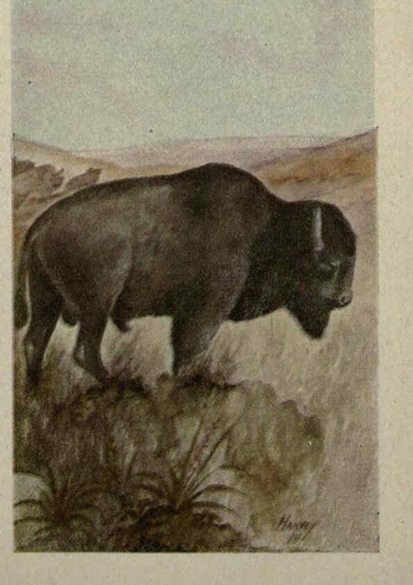 Reproducción/Reproduction 6257631702: Animal guide, North American wild animals Worcester, Mass. :C. K. Reed,1915