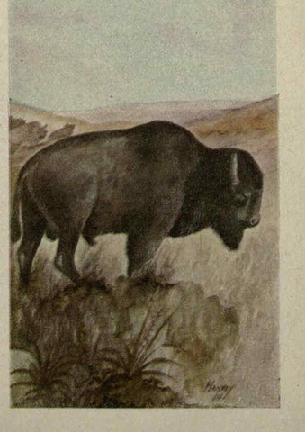 Reproducción/Reproduction 6257631702: Animal guide, North American wild animals Worcester, Mass. :C. K. Reed,1915