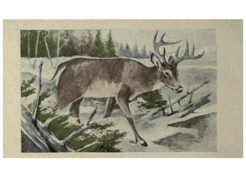 Reproducción/Reproduction 6257101407: Animal guide, North American wild animals Worcester, Mass. :C. K. Reed,1915