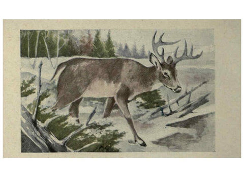 Reproducción/Reproduction 6257101407: Animal guide, North American wild animals Worcester, Mass. :C. K. Reed,1915