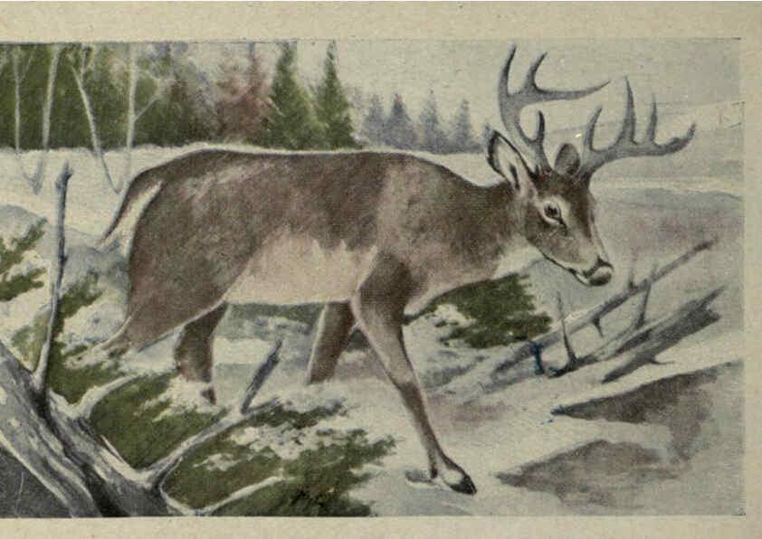 Reproducción/Reproduction 6257101407: Animal guide, North American wild animals Worcester, Mass. :C. K. Reed,1915