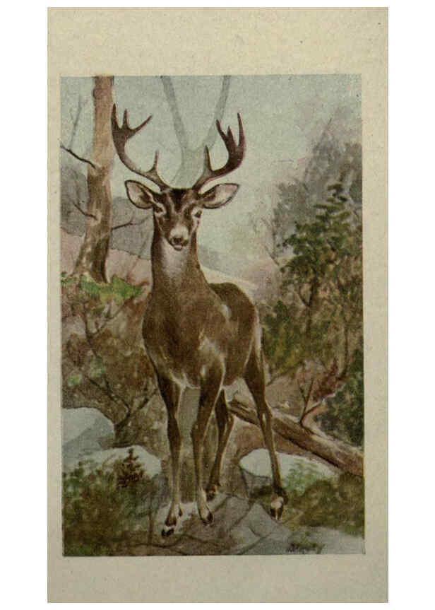 Reproducción/Reproduction 6257101237: Animal guide, North American wild animals Worcester, Mass. :C. K. Reed,1915