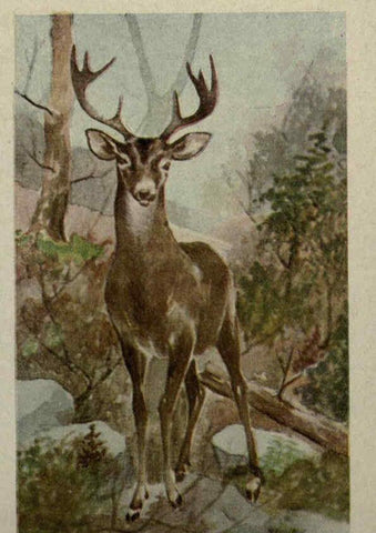 Reproducción/Reproduction 6257101237: Animal guide, North American wild animals Worcester, Mass. :C. K. Reed,1915