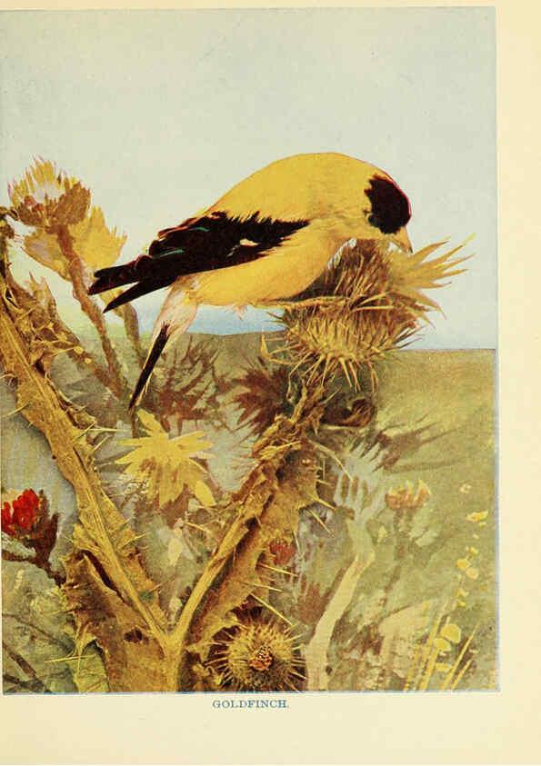 Reproducción/Reproduction 6257517362: Birds of lakeside and prairie Chicago,A.W. Mumford[1901] 