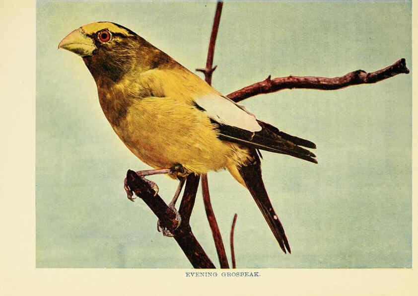 Reproducción/Reproduction 6257518282: Birds of lakeside and prairie Chicago,A.W. Mumford[1901] 