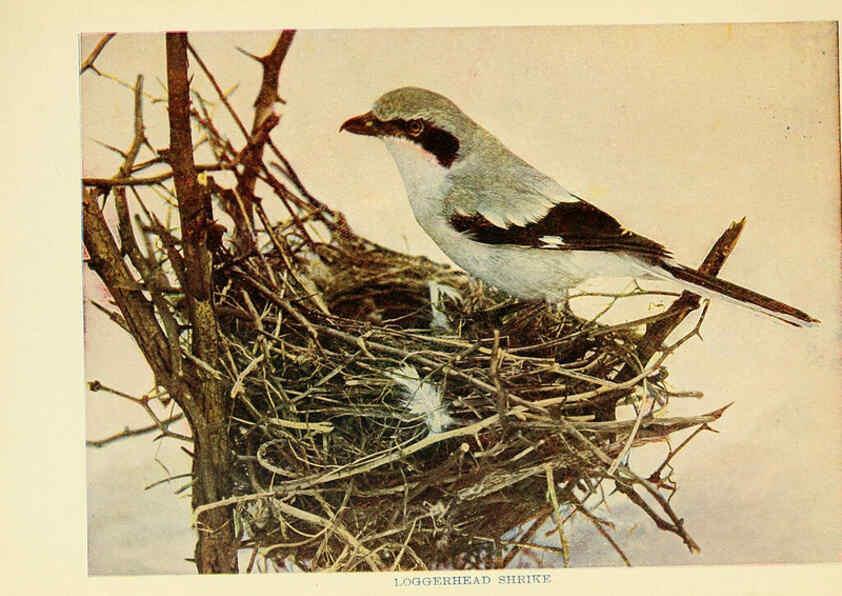 Reproducción/Reproduction 6256988711: Birds of lakeside and prairie Chicago,A.W. Mumford[1901] 