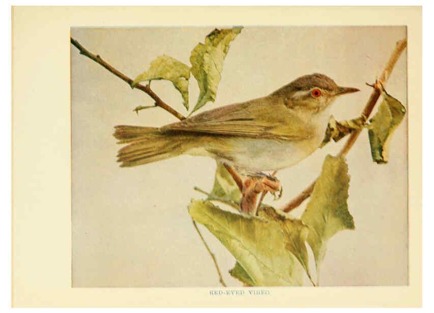 Reproducción/Reproduction 6257518836: Birds of lakeside and prairie Chicago,A.W. Mumford[1901] 