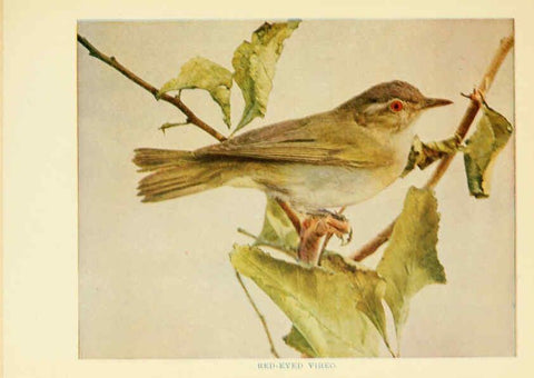 Reproducción/Reproduction 6257518836: Birds of lakeside and prairie Chicago,A.W. Mumford[1901] 