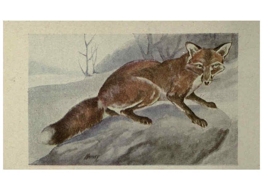 Reproducción/Reproduction 6257105597: Animal guide, North American wild animals Worcester, Mass. :C. K. Reed,1915
