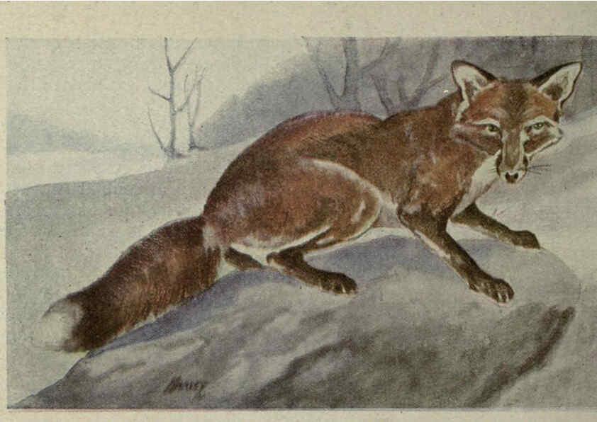 Reproducción/Reproduction 6257105597: Animal guide, North American wild animals Worcester, Mass. :C. K. Reed,1915