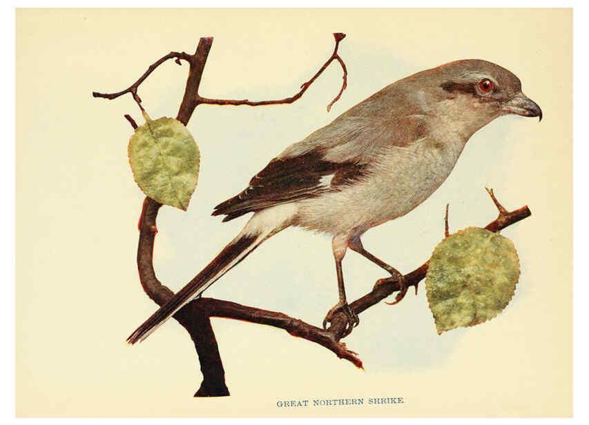 Reproducción/Reproduction 6256990429: Birds of lakeside and prairie Chicago,A.W. Mumford[1901] 