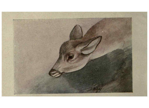 Reproducción/Reproduction 6257100213: Animal guide, North American wild animals Worcester, Mass. :C. K. Reed,1915