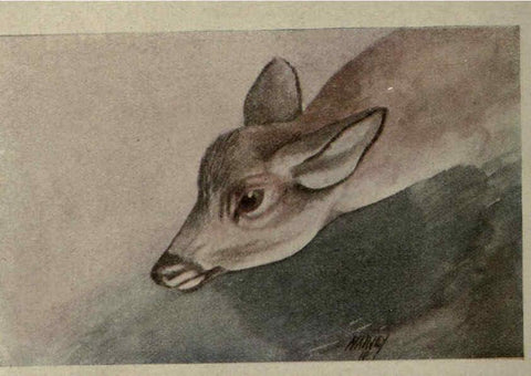 Reproducción/Reproduction 6257100213: Animal guide, North American wild animals Worcester, Mass. :C. K. Reed,1915
