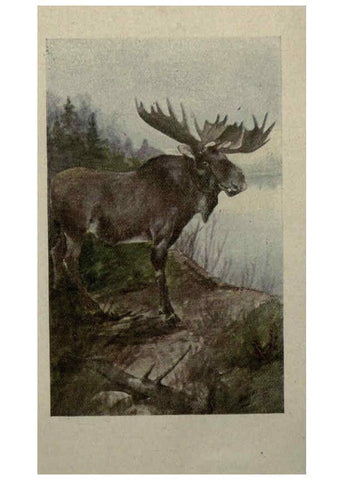 Reproducción/Reproduction 6257630574: Animal guide, North American wild animals Worcester, Mass. :C. K. Reed,1915