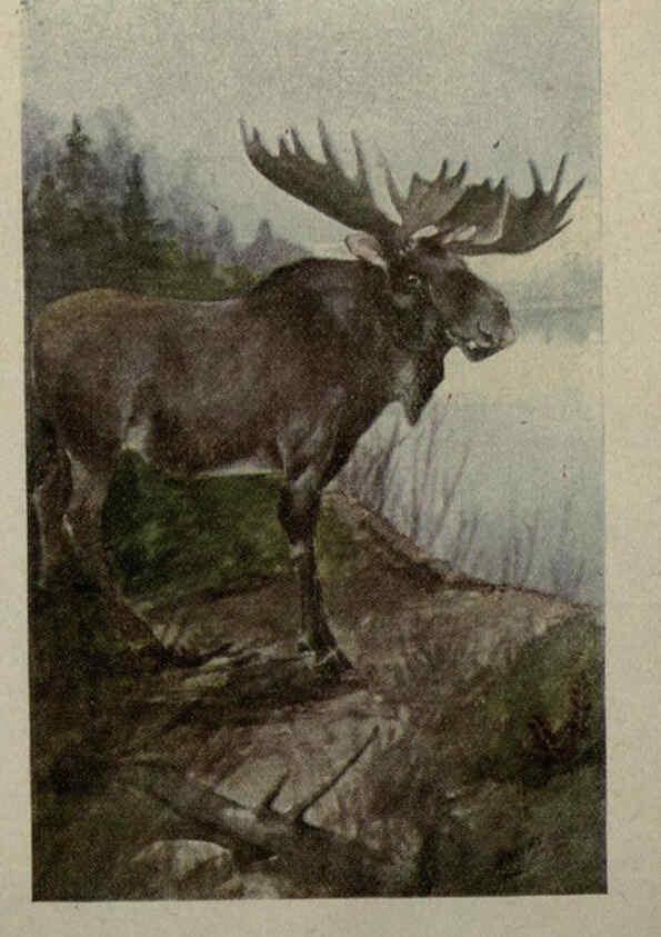 Reproducción/Reproduction 6257630574: Animal guide, North American wild animals Worcester, Mass. :C. K. Reed,1915