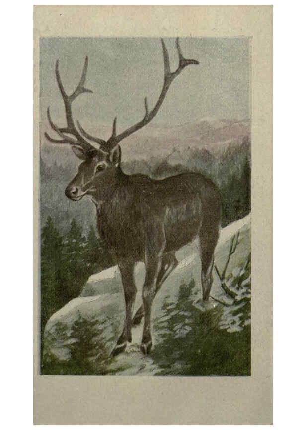 Reproducción/Reproduction 6257630862: Animal guide, North American wild animals Worcester, Mass. :C. K. Reed,1915