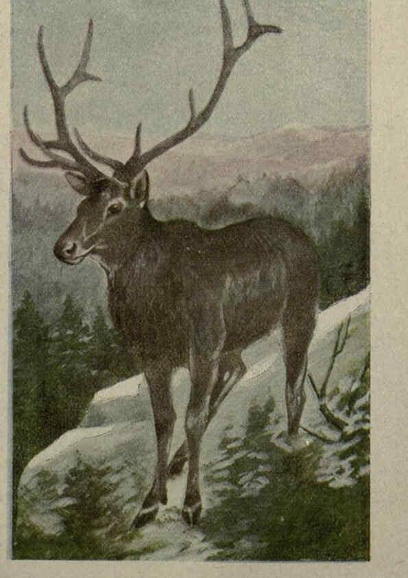 Reproducción/Reproduction 6257630862: Animal guide, North American wild animals Worcester, Mass. :C. K. Reed,1915